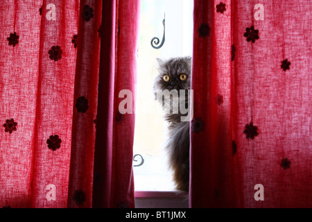 Un chat Persan assis sur un rebord de fenêtre. Photo par James Boardman. Banque D'Images