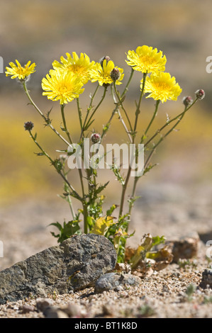 Dans les plantes fleurissent après les pluies de l'année El Nino désert Atacama Région III Chili Amérique du Sud Banque D'Images