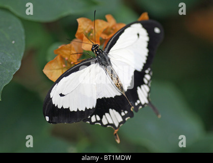 Une femelle noir et blanc Moqueur Swallowtail Butterfly, (Papilio dardanus) Banque D'Images