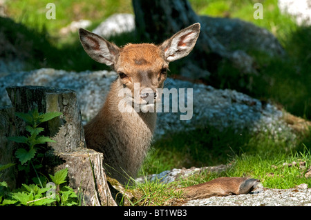 Red Deer (Cervus elaphus). Le fauve se reposant au bord d'une forêt. Banque D'Images