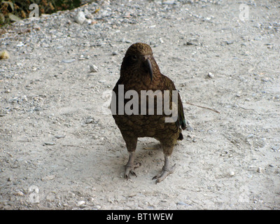 Nouvelle Zélande, île du Sud, Kea (Nestor notabilis), Milford Road, Fiordland, Banque D'Images