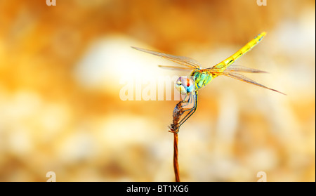 Closeup portrait of a beautiful colorful dragonfly Banque D'Images