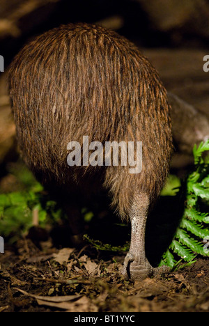 Île du Nord Brown Kiwi Apteryx mantelli Nouvelle-zélande Banque D'Images