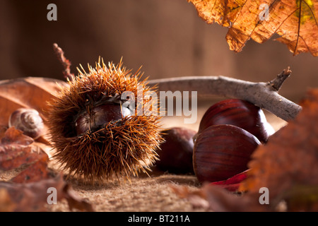 Les châtaignes avec Bur Banque D'Images