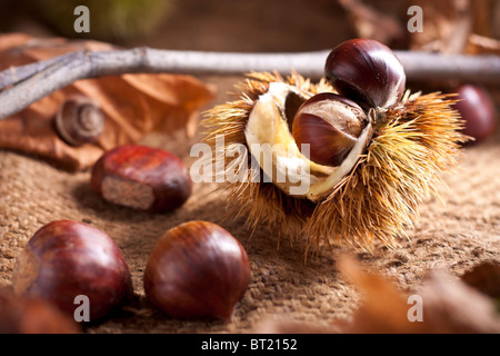 Les châtaignes avec Bur Banque D'Images
