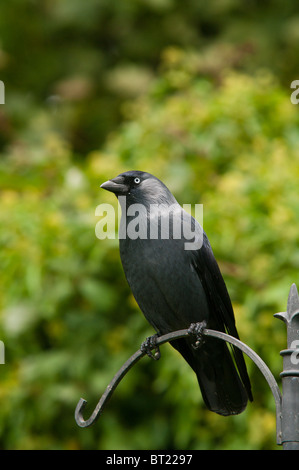 Choucas (Corvus monedula) Banque D'Images