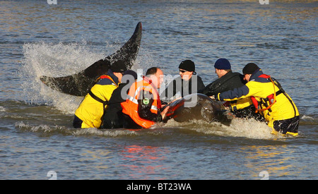 Essayez les sauveteurs et coaxial un brin du nord de sept tonnes à nez de bouteille de baleine de la Tamise. Photo par James Boardman Banque D'Images