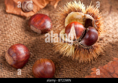 Les châtaignes avec Bur Banque D'Images