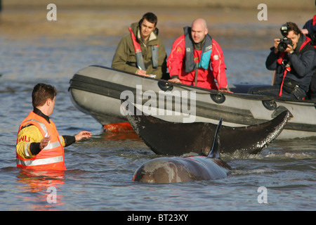 Essayez les sauveteurs et coaxial un brin du nord de sept tonnes à nez de bouteille de baleine de la Tamise. Photo par James Boardman Banque D'Images