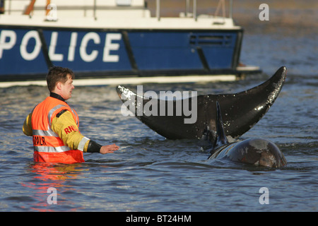 Essayez les sauveteurs et coaxial un brin du nord de sept tonnes à nez de bouteille de baleine de la Tamise. Photo par James Boardman Banque D'Images