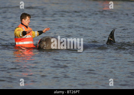 Essayez les sauveteurs et coaxial un brin du nord de sept tonnes à nez de bouteille de baleine de la Tamise. Photo par James Boardman Banque D'Images