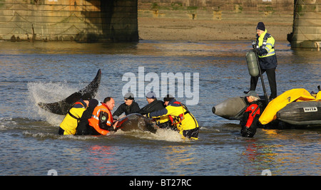 Essayez les sauveteurs et coaxial un brin du nord de sept tonnes à nez de bouteille de baleine de la Tamise. Photo par James Boardman Banque D'Images