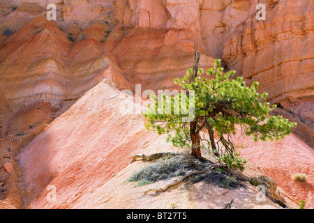 Arbres de Bryce Canyon Banque D'Images