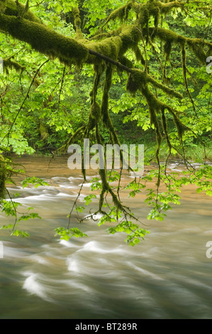 Forêt Tropicale, Mellicoma, fleuve Coos Comté (Oregon), MAI Banque D'Images