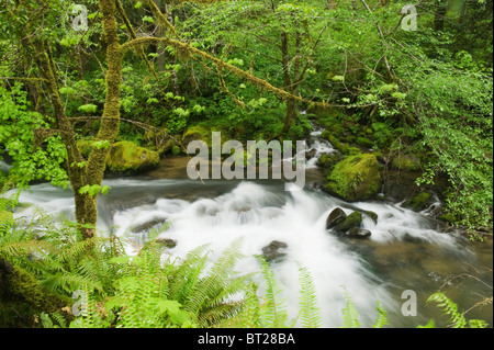 Forêt Tropicale, Mellicoma, fleuve Coos Comté (Oregon), MAI Banque D'Images