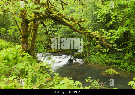 Forêt Tropicale, Mellicoma, fleuve Coos Comté (Oregon), MAI Banque D'Images