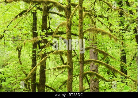 Forêt Tropicale, Mellicoma, fleuve Coos Comté (Oregon), MAI Banque D'Images