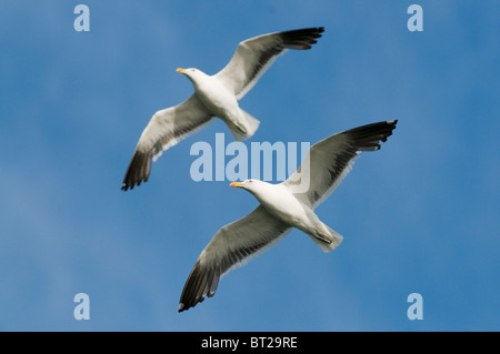 Ou varech goélands dominicains (Larus dominicanus), volant au-dessus de colonie, Ile de Chiloé, Chili Banque D'Images