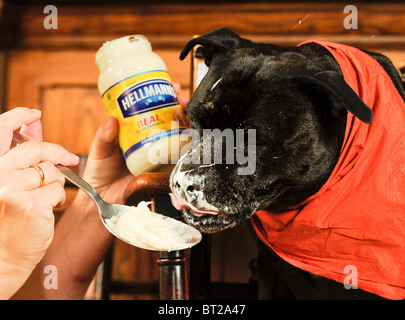 Un terrier de taureau du Staffordshire qui a développé un goût inhabituel pour la mayonnaise. Banque D'Images