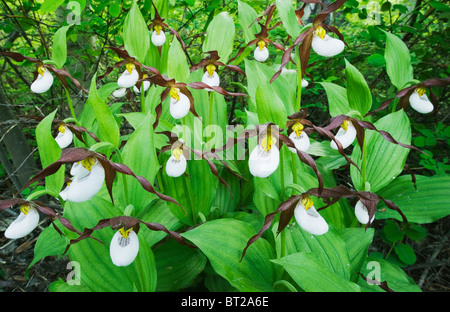 Mountain Ladyslipper Orchid (Cypripedium montanum) WILD, vallée, Washington Methow Banque D'Images