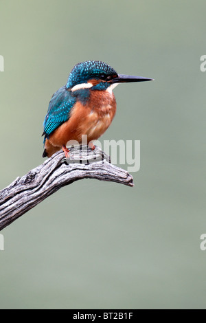 Kingfisher Alcedo atthis,, seul oiseau perché, Octobre 2010 Banque D'Images