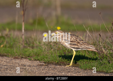 Bruant Curlew (Burhinus bistriatus) sur l'ancienne piste de l'aérodrome. Banque D'Images