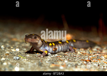 Salamandre maculée, Ambystoma maculatum, par une chaude soirée de printemps dans le New Hampshire, New England, USA. Banque D'Images