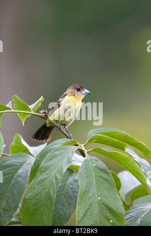 Tangara à croupion de flamme (Ramphocelus icteronotus flammigerus), femme. Banque D'Images