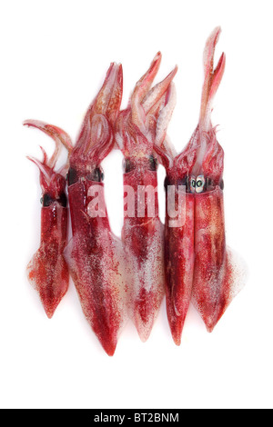 Fruits de mer frais calmars Loligo vulgaris attraper sur fond blanc Banque D'Images
