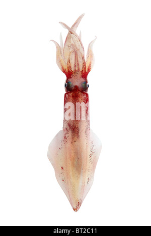 Calmar Loligo vulgaris fruits de mer vivants isolated on white Banque D'Images