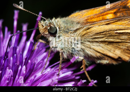 Grand Patron, Ochlodes venata, d'alimentation, Kent, Angleterre, l'été. Banque D'Images