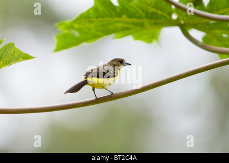 Tangara à croupion de flamme (Ramphocelus icteronotus flammigerus), femme. Banque D'Images