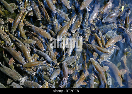 L'école bondée de poisson barbillon ibérique Barbus bocagei pattern Banque D'Images