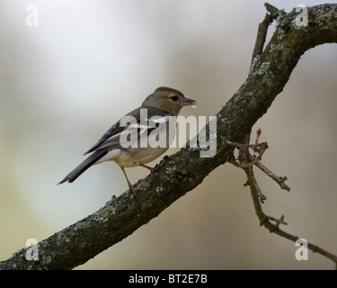 La Common Chaffinch (Fringilla coelebs) est dans la nature sauvage. Banque D'Images