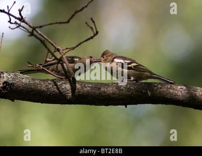 La Common Chaffinch (Fringilla coelebs) est dans la nature sauvage. Banque D'Images