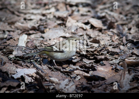 La Common Chaffinch (Fringilla coelebs) est dans la nature sauvage. Banque D'Images