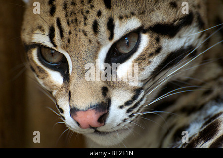 L'Ocelot (close-up) Banque D'Images