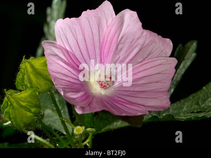 Fleur de mauve musquée (Malva moschata) Banque D'Images