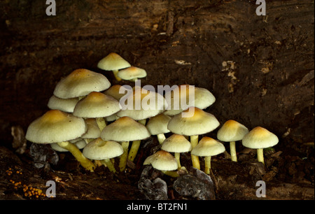 Touffe de soufre (Hypholoma fasciculare) sur une souche d'arbre mort Banque D'Images