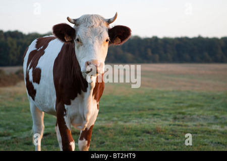 Vache Français Banque D'Images