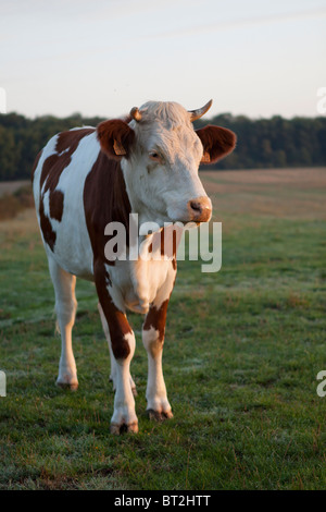 Vache Français Banque D'Images