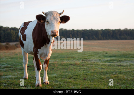 Vache Français Banque D'Images