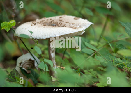 Amanita phalloides communément appelé la mort pac, est un champignon basidiomycète toxiques Banque D'Images