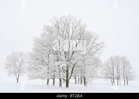 Revêtement gel arbres d'hiver très froid dans un matin. Banque D'Images