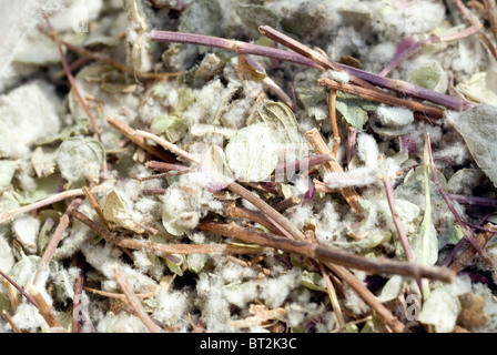 Les fleurs de l'origanum dictamnus, liés à l'origan Banque D'Images