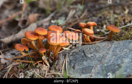 Groupe de petits champignons vénéneux orange - Hygrocybe miniata Banque D'Images