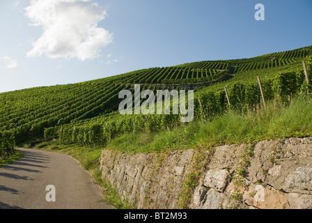 Vignoble avec un mur en pierre en premier plan Banque D'Images