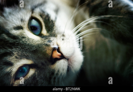 Jake le lynx gris point siamese Banque D'Images