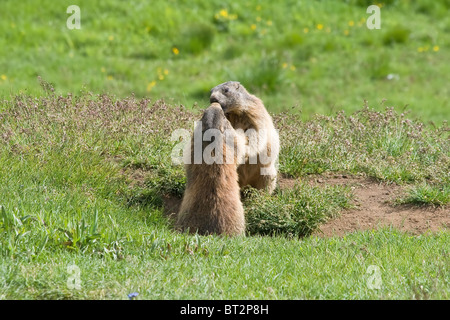 Deux marmottes lutte et baiser dans un pré vert en italien dolomites Banque D'Images