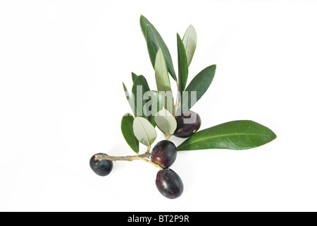 Branche avec des olives mûres noir isolé sur fond blanc Banque D'Images